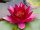 Nymphaea Perry's baby red