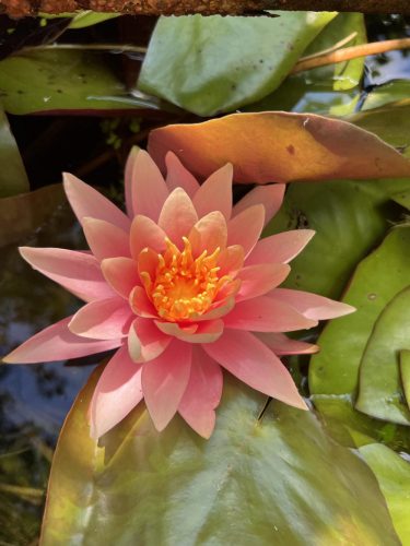 Nymphaea Colorado (fara ghiveci)