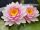 Nymphaea darwin (fara ghiveci), Nymphaea darwin