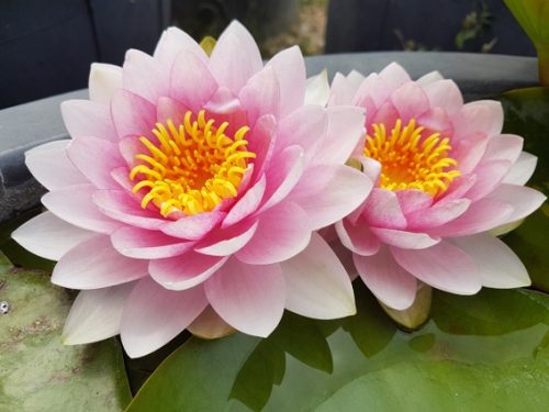 Nymphaea darwin (fara ghiveci), Nymphaea darwin