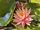 Nymphaea Sunny Pink (fara ghiveci)