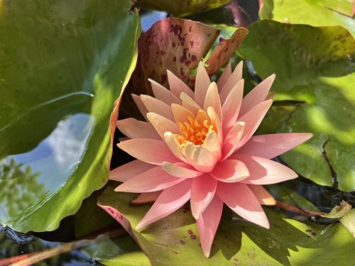 Nymphaea Sunny Pink (fara ghiveci)