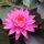 Nymphaea mayala