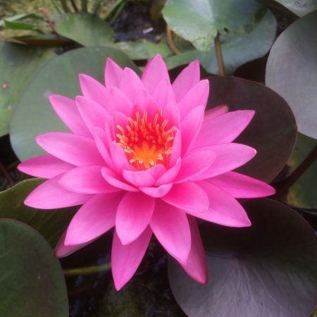 Nymphaea mayala