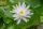 Nymphaea albatros