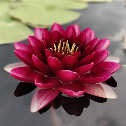 nufar, prec nufar, nufar prec, Nymphaea almost black