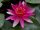 Nymphaea escarboucle