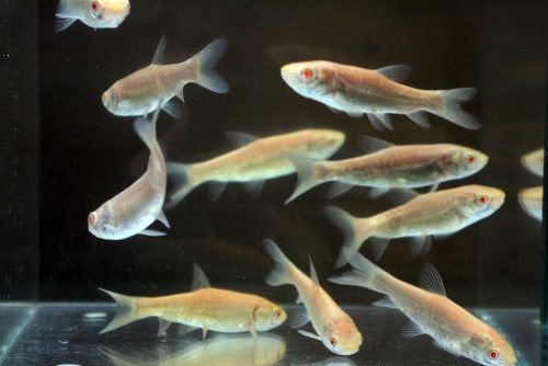 Amur aurii albino  9-12cm