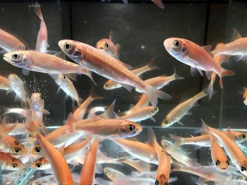 pesti iaz, cega pret, cega de iaz, cega de iaz pret, vand idus gold, gold orfen pret, vand Cega Gold orfen, pret Cega Gold orfen, Cega Gold orfen 10-12 cm, Cega Gold orfen 10-12 cm pret, vand Cega Gol