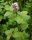 Mentha aquatica