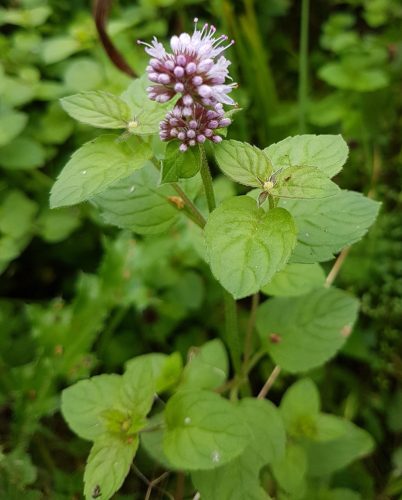 Mentha aquatica