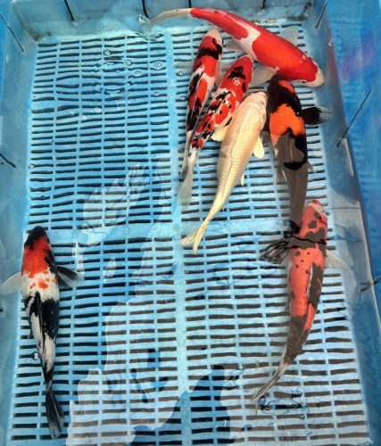 Koi Handpick 25-30cm