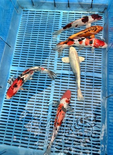Koi Handpick 25-30cm