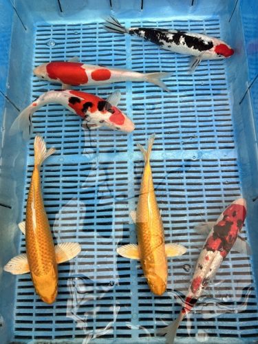 Koi Handpick 25-30cm