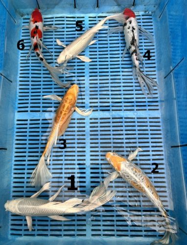 crapi koi butterfly hq mix, pesti koi butterfly hq mix, koi butterfly hq mix, pesti koi, crapi koi arad, crapi koi timisoara, crapi koi de vanzare, crapi koi in acvariu, Vand Crapi Koi, crapi koi pret