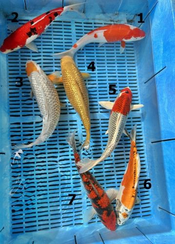 Koi Handpick 30-35cm