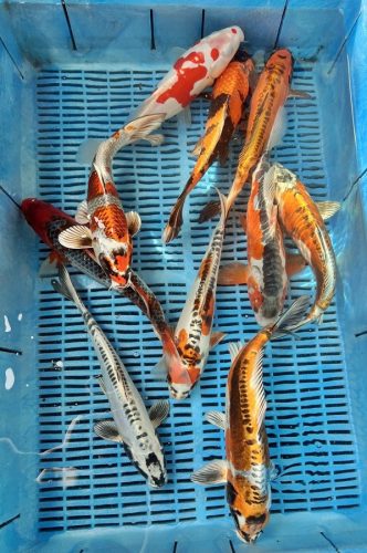 Koi Handpick 30-35cm
