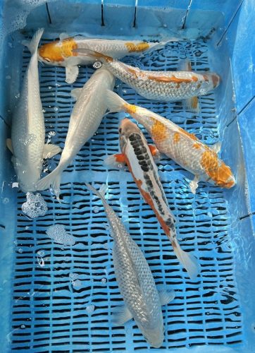 Koi Handpick 30-35cm