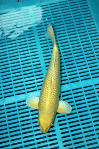 Koi Handpick 35-40cm (1)