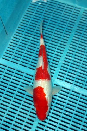 Koi Handpick 35-40cm (2)