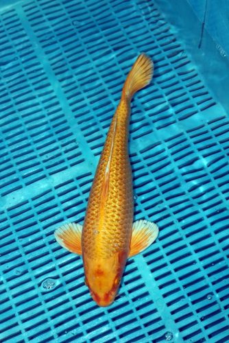 Koi Handpick 35-40cm (22)