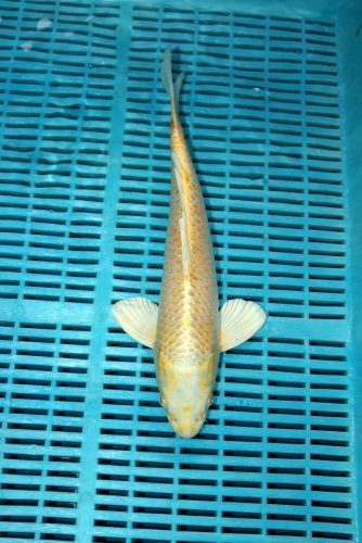 Koi Handpick 35-40cm (3)