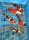 Koi Handpick 35-40cm