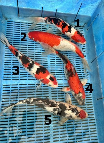 Koi Handpick 35-40cm