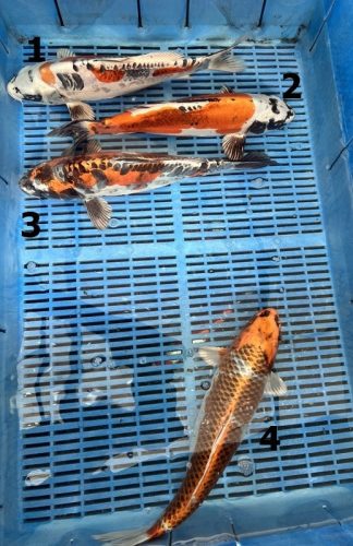 Koi Handpick 35-40cm