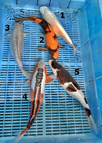 Koi Handpick 35-40cm