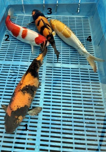 Koi Handpick 35-40cm