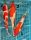 Koi Handpick 40-45cm