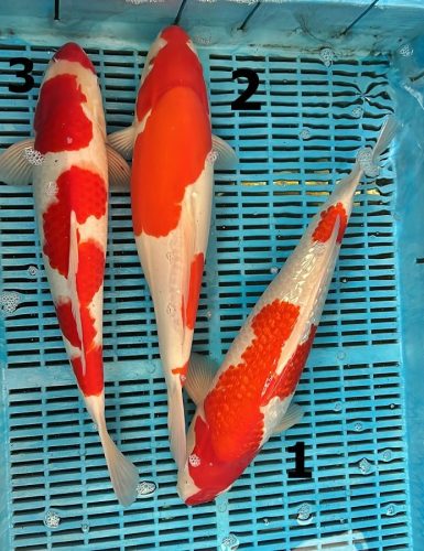 Koi Handpick 40-45cm