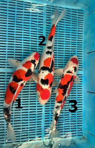 Koi Handpick 40-45cm
