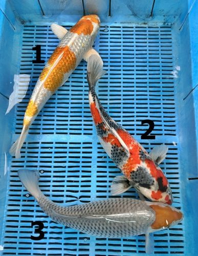 Koi Handpick 40-45cm