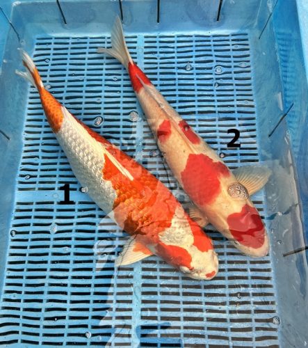 Koi Handpick 45-50cm