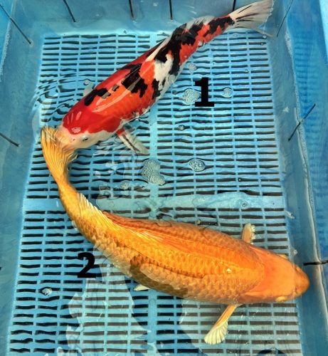 Koi Handpick 45-50cm