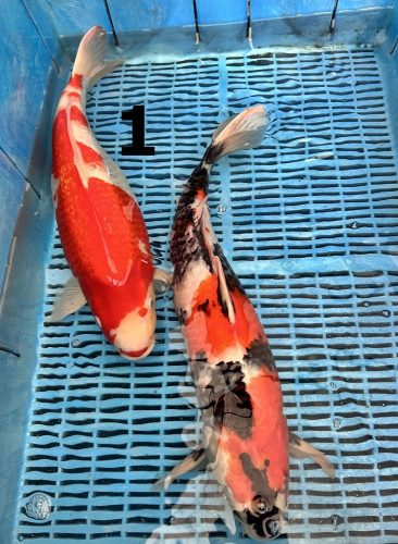 Koi Handpick 45-50cm