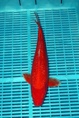 Koi Handpick 40-45cm (15)