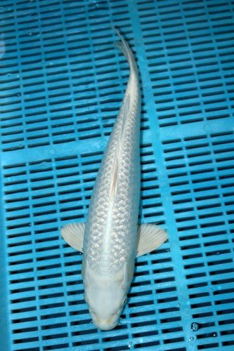 Koi Handpick 40-45cm (2)