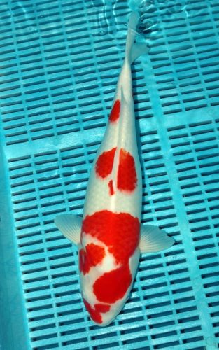Koi Handpick 40-45cm (6)