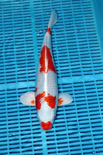 Koi Handpick 40-45cm (7)