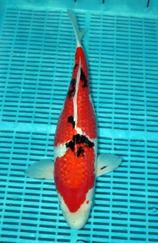 Koi Handpick 50-55cm (3)