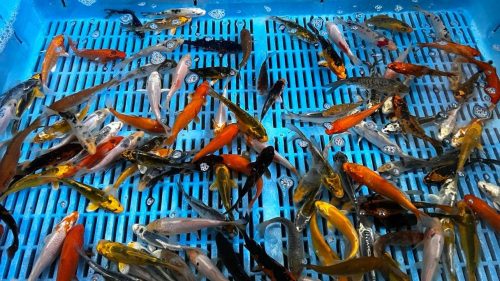Koi A Mix 9-12cm, crap mix, koi mix, crapi koi mix, pesti koi, crapi koi, crapi koi arad, crapi koi timisoara, crapi koi de vanzare, crapi koi in acvariu, Vand Crapi Koi, crapi koi pret, Koi mix 9-12c