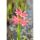 Schizostylis coccinea Mrs Hegart