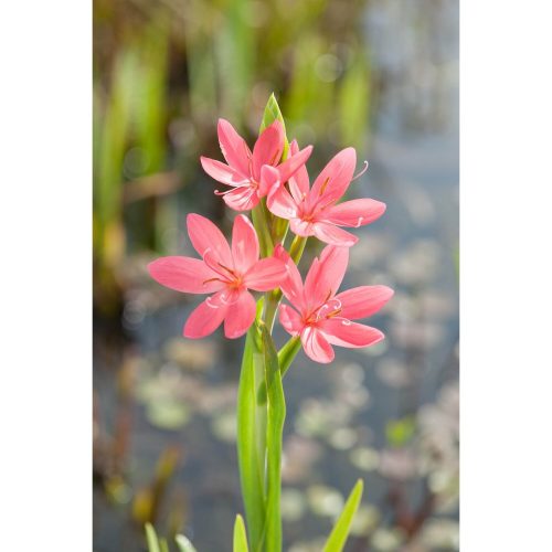 Schizostylis coccinea Mrs Hegart