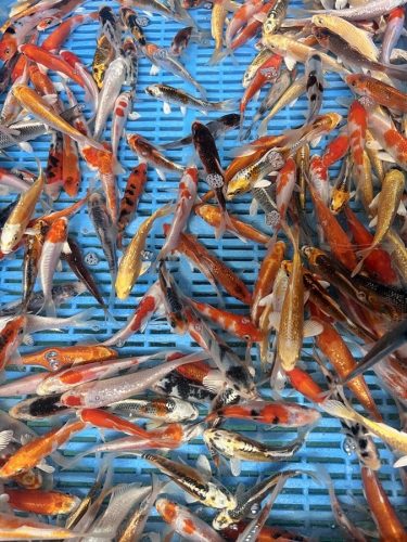 koi mix, crapi koi mix, koi mix olandez, koi handpick 9/12 cm, crapi koi arad, crapi koi timisoara, crapi koi de vanzare, crapi koi in acvariu, Vand Crapi Koi, crapi koi pret, crap koi mix, pesti koi 