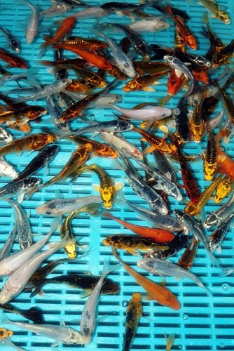 koi standard, pesti koi, crapi koi, crapi koi arad, crapi koi timisoara, crapi koi de vanzare, crapi koi in acvariu, Vand Crapi Koi, crap koi, crapi koi pret, crapi koi standard, Koi Standard 9-12cm, 