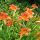 Hemerocallis fulva