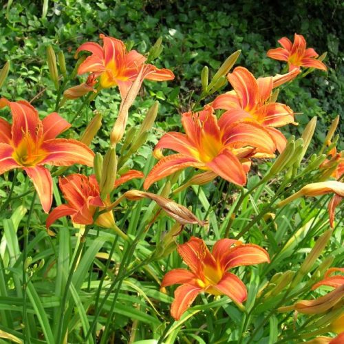 Hemerocallis fulva